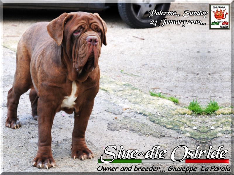 Sine^die Osiride,,, 24 January 2010