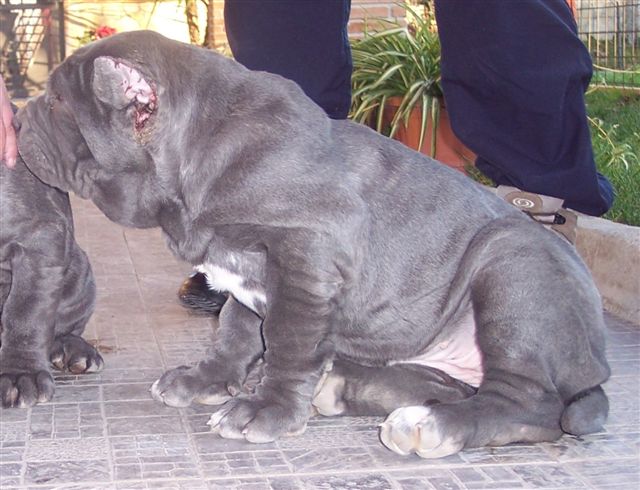Bella Dello Stradone of Rayvonley.jpg