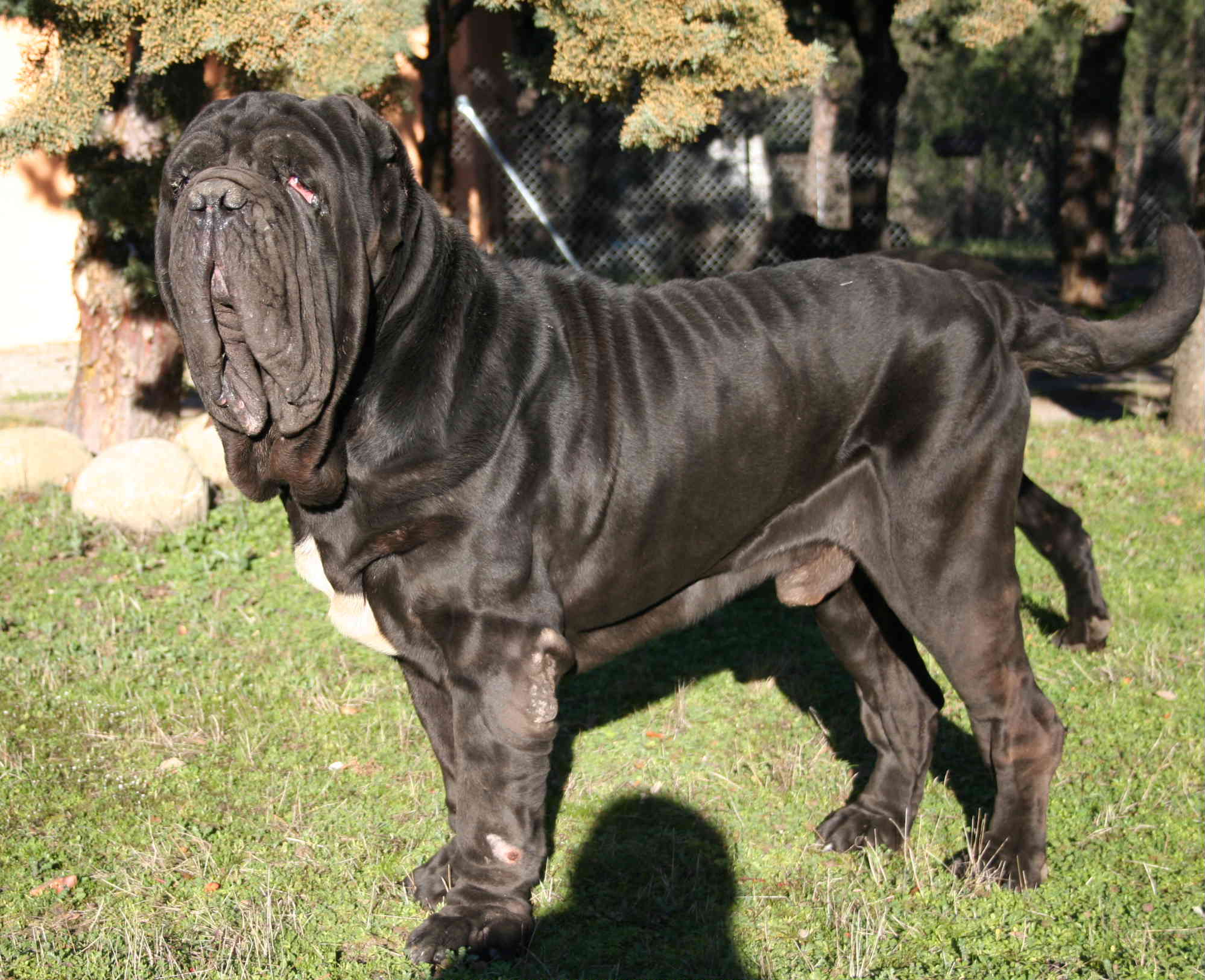 CH.EUROPA LIVIO DE AZZURRA