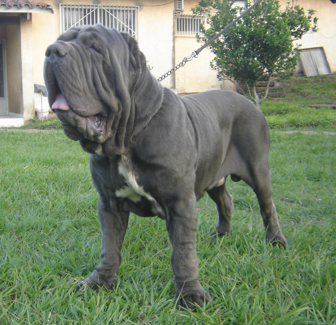 bosco
