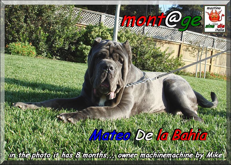Mateo De la Baia,,, owner Mike by machinemachine USA California,,