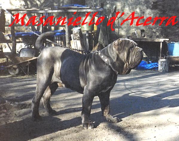 Masaniello d Acerra by Michele d Inverno -