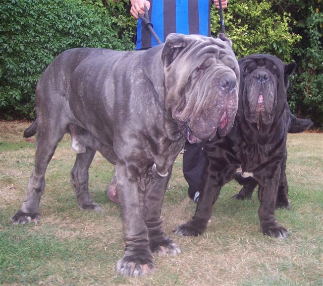 Dogs 04 08 2006.aa 049