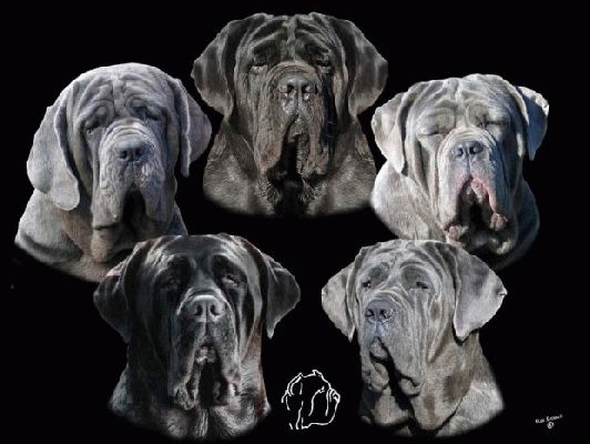 normal_Cooper5_Heads