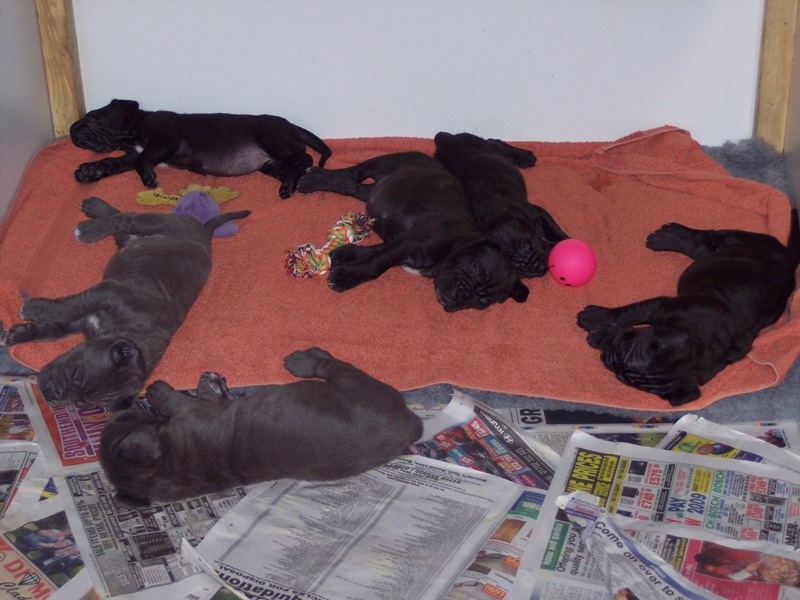 Copy of Hartu and Circe pups 07 07 2008 002