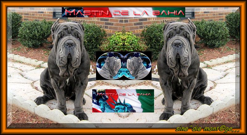 Mastin de la bhaia