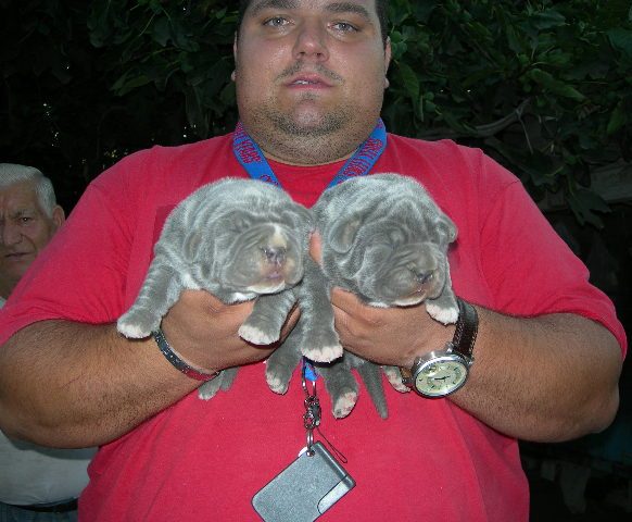 puppies six days