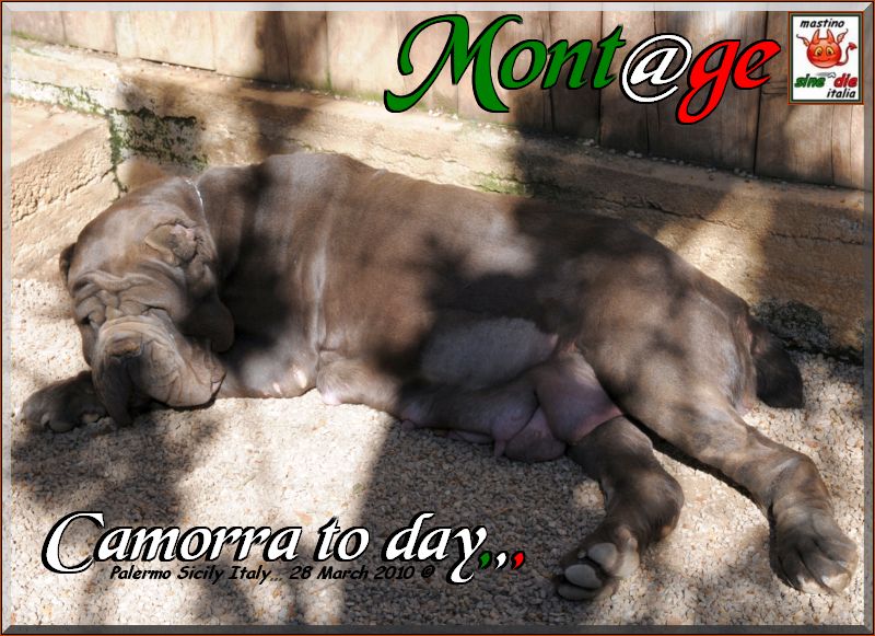 Camorra pregnant 28 March 2010,