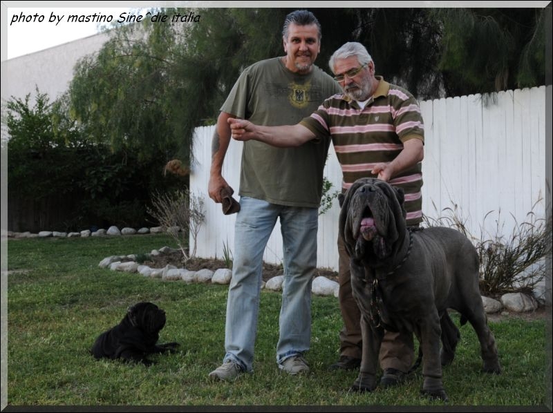 las Mastiff of Thierry,