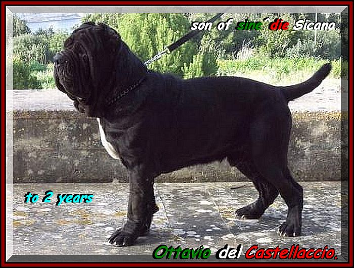 by sine^die Ottavio del Castellaccio son of sine^die Sicano.