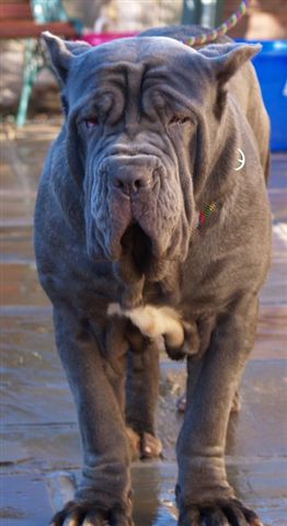 dogs17 12 2006 051