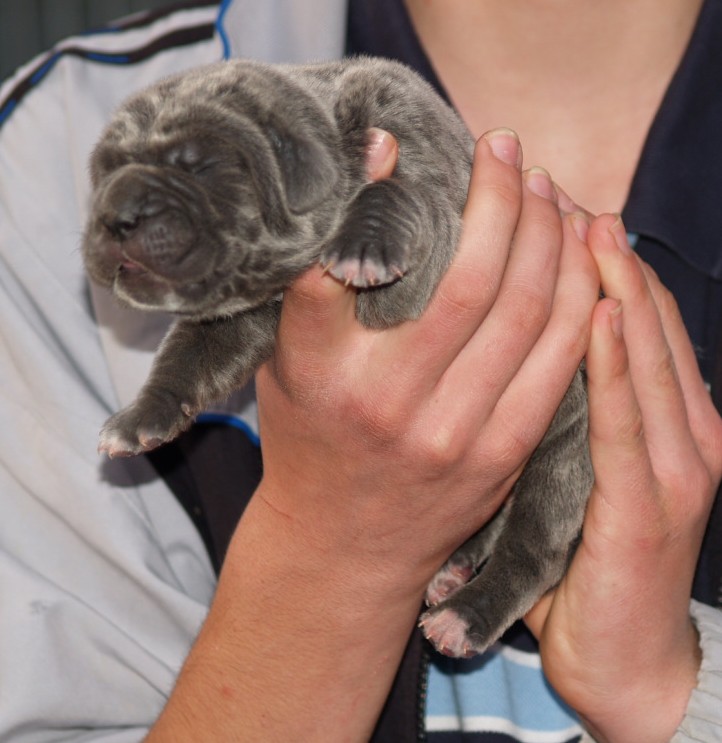 Lunas pups  26 04 2007 035