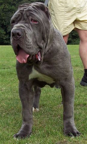 Bella age 8 months