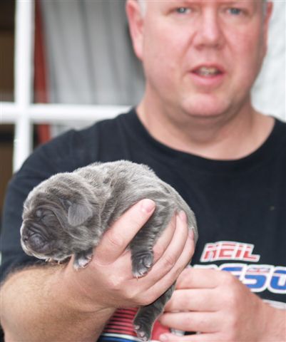 Lunas pups  27 04 2007 003