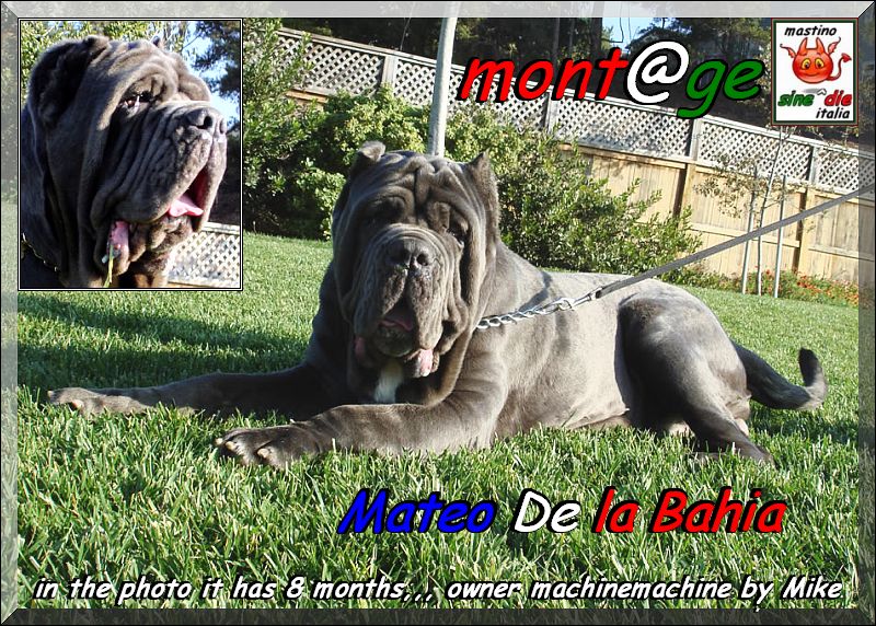 Mateo De la Baia,,, 8 months owner Mike by machinemachine,