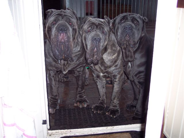 dogs23 12 2006 001
