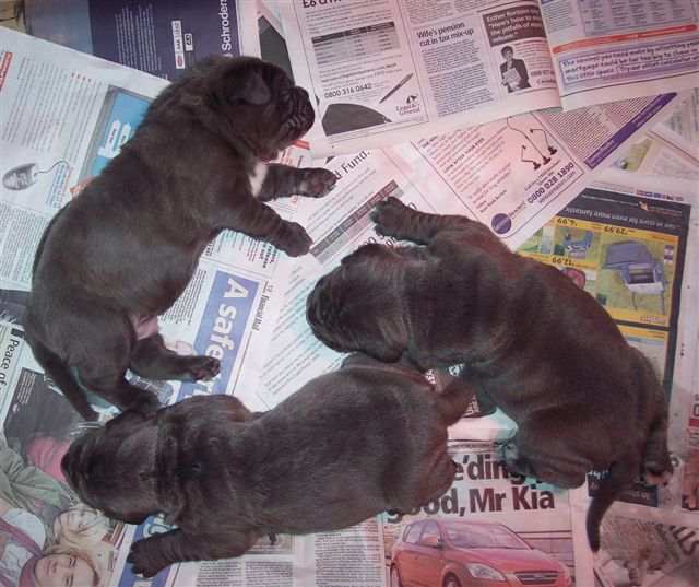 Luna x Veleno pups 8 5 2007 004
