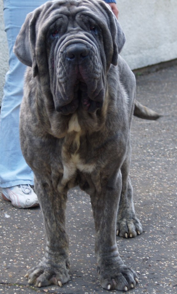 dogs 20 5 2007 053
