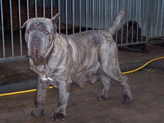 dogs 26 5 2007 160