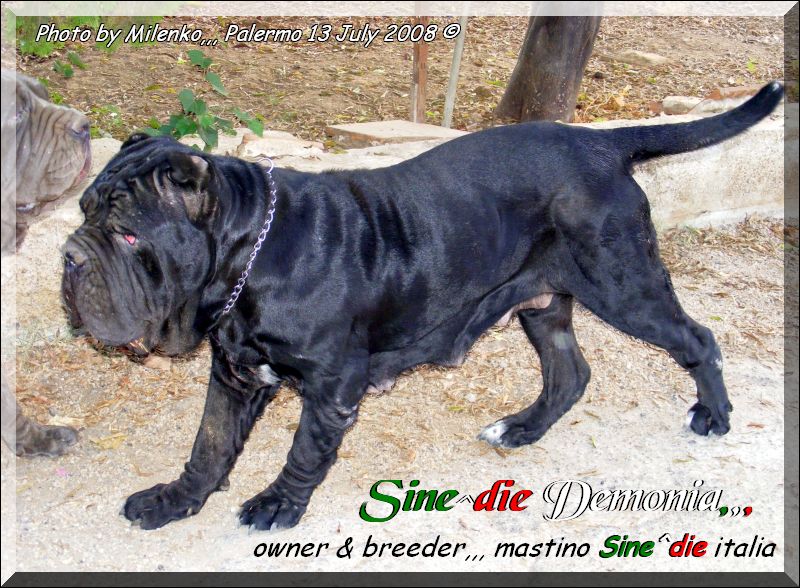 Sine^die Demonia,,,