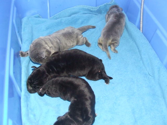Chi x Otto pups 6 days old