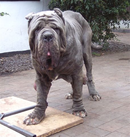 dogs 26 5 2007 175