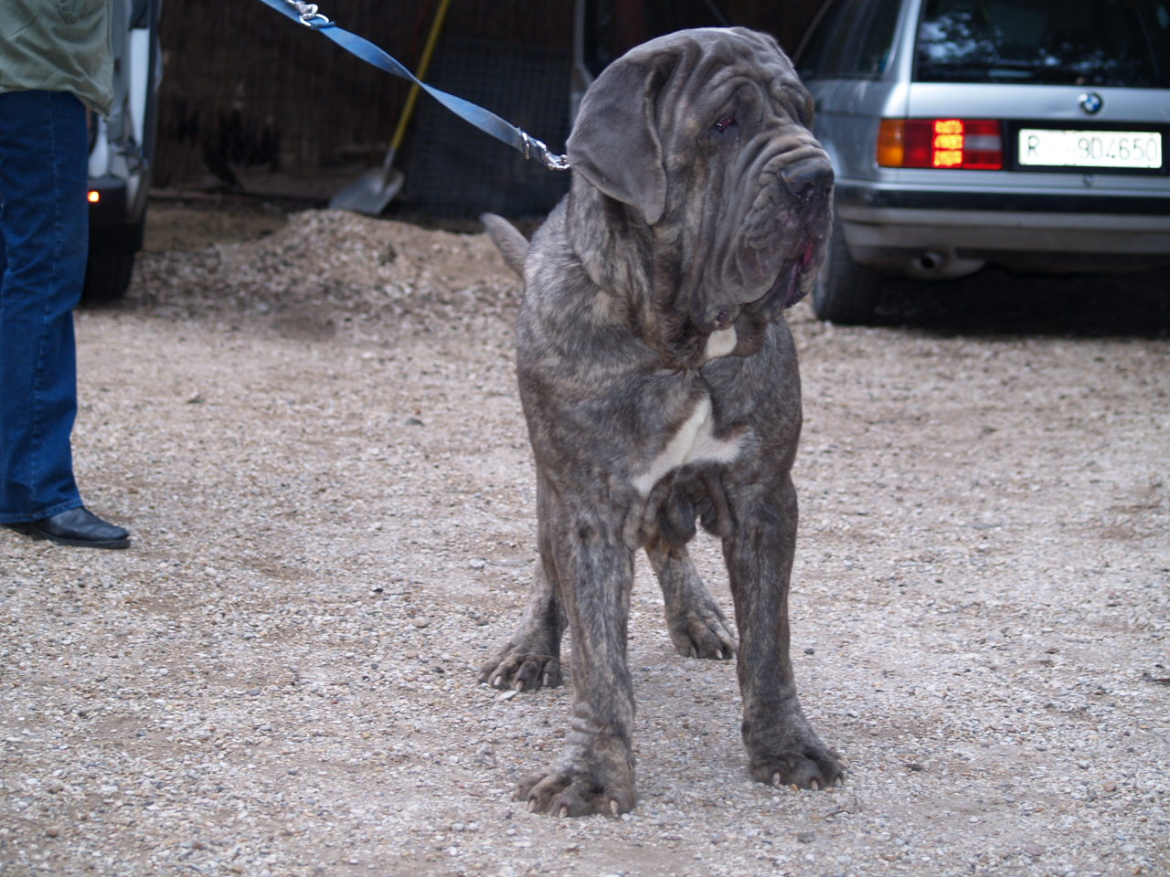 Dogs 18 01 2007 049