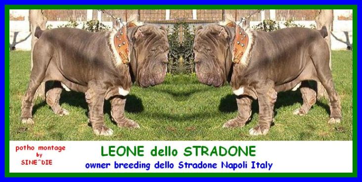 LEONE dello STRADONE by SINE^DIE