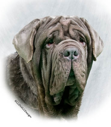 Photo106Dog65Web