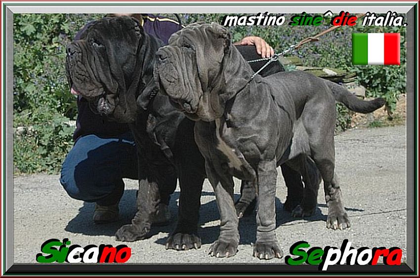 Sicano & Sephora owner breeding mastino sine^die italia