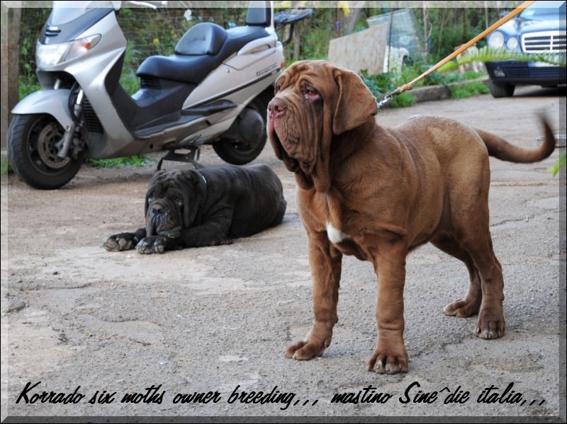 Korrado six months,,, owner Sine^die