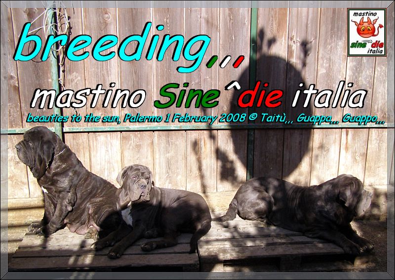 mastino Sine^die breeding,,, Taitu,,, Guappo & Guappa,,,