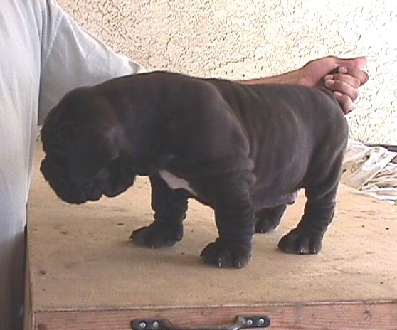 caos_puppies_6weeks_male1_pick3