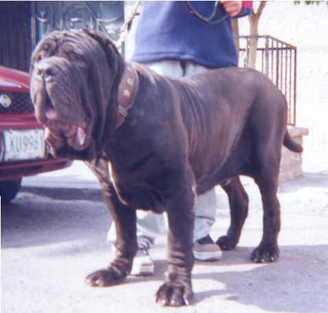 hijo-decarnera