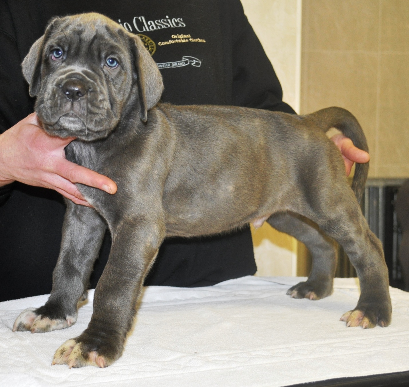 Michelangelo x Felisa pups 7 weeks old (18)