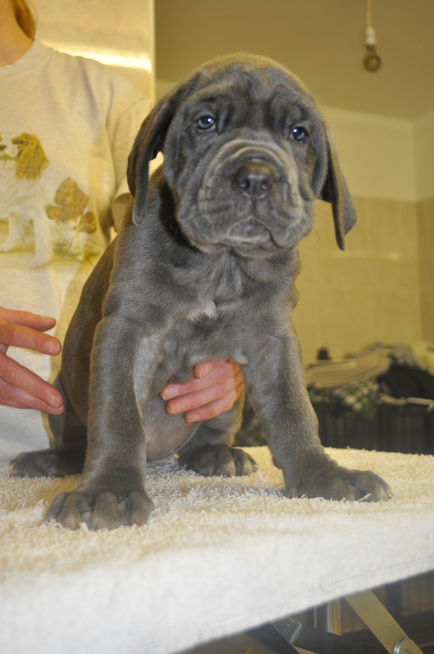 Michelangelo x Felisa pups 7 weeks old (5)