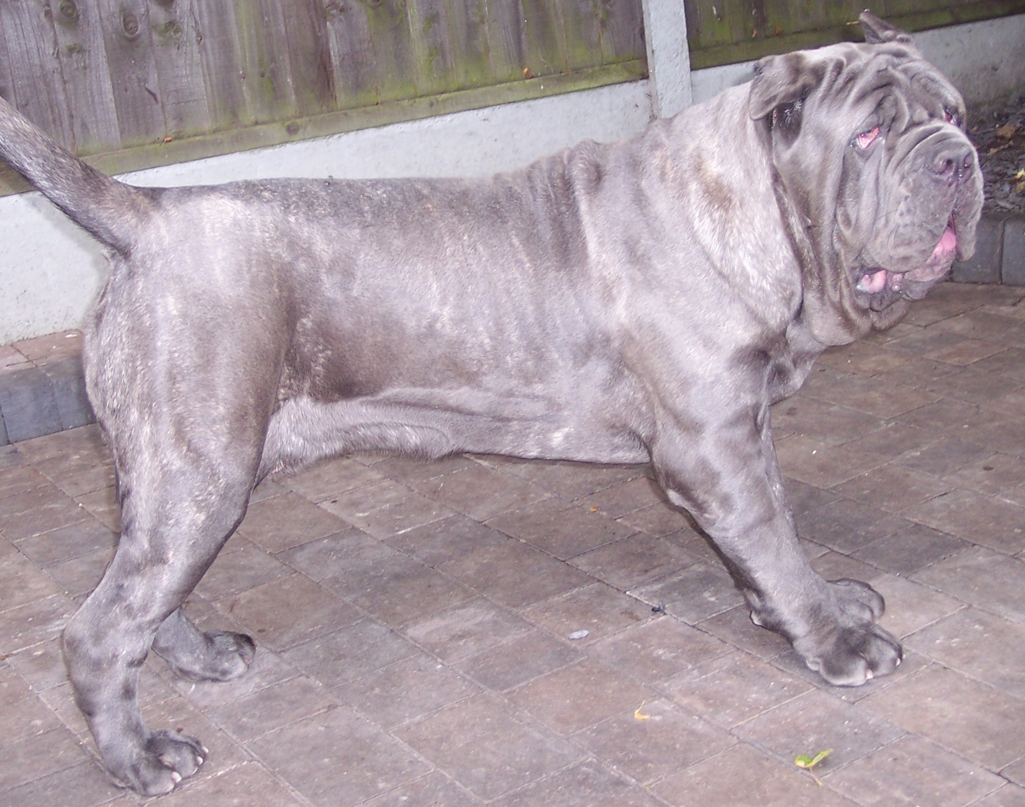 Luna Dello Stradone of Rayvonley 12 months