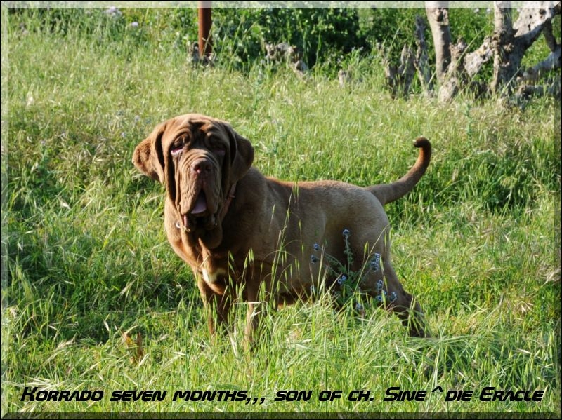 Korrado seven months son of champion Sine^die Eracle