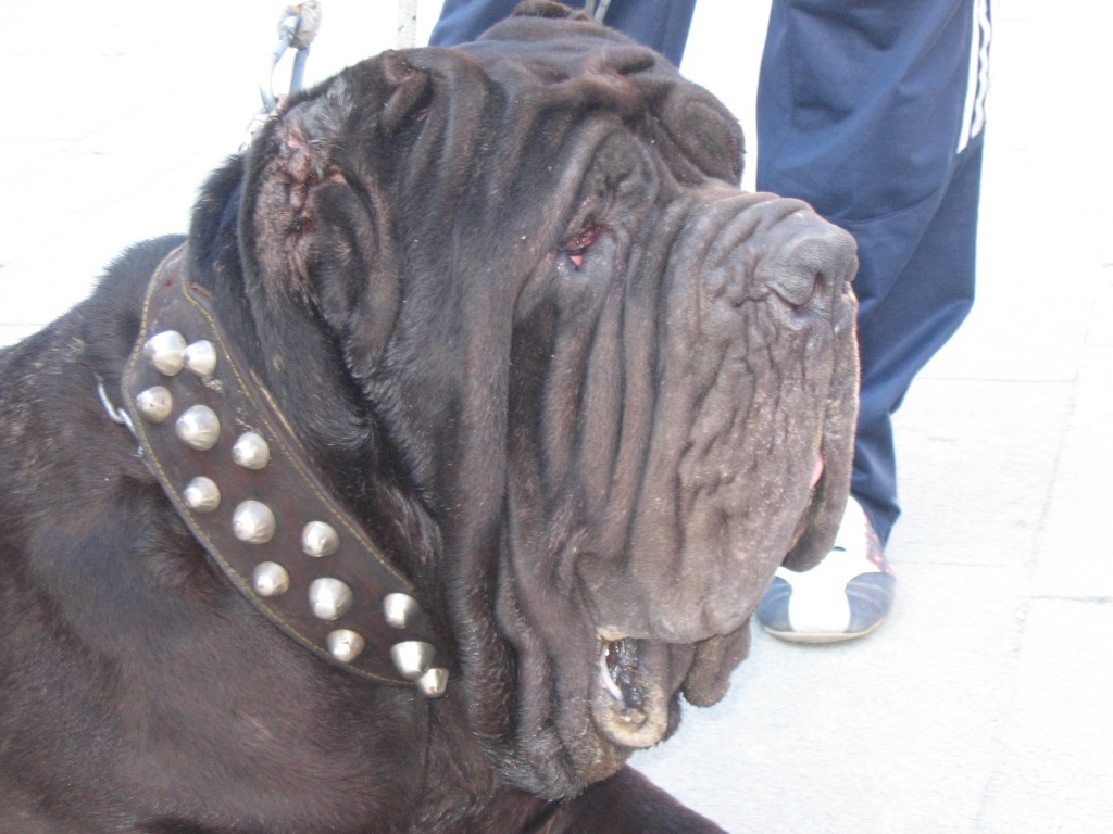 Guaglione by Zambrano Roberto - 2