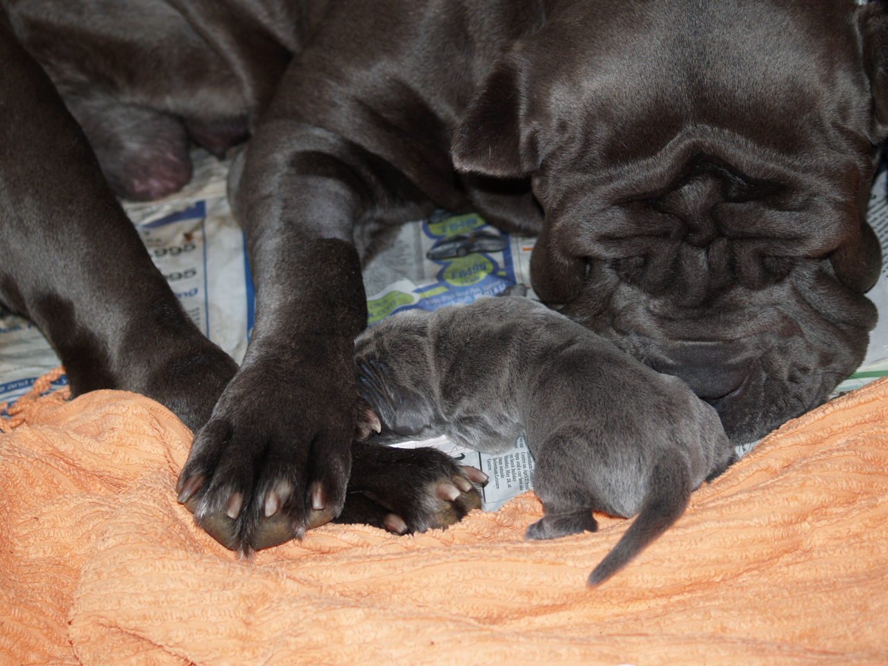 dogs 20 5 2007 034