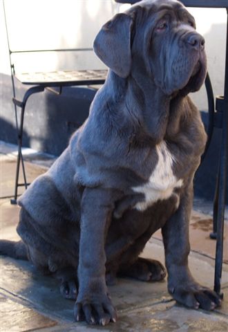dogs17 12 2006 048