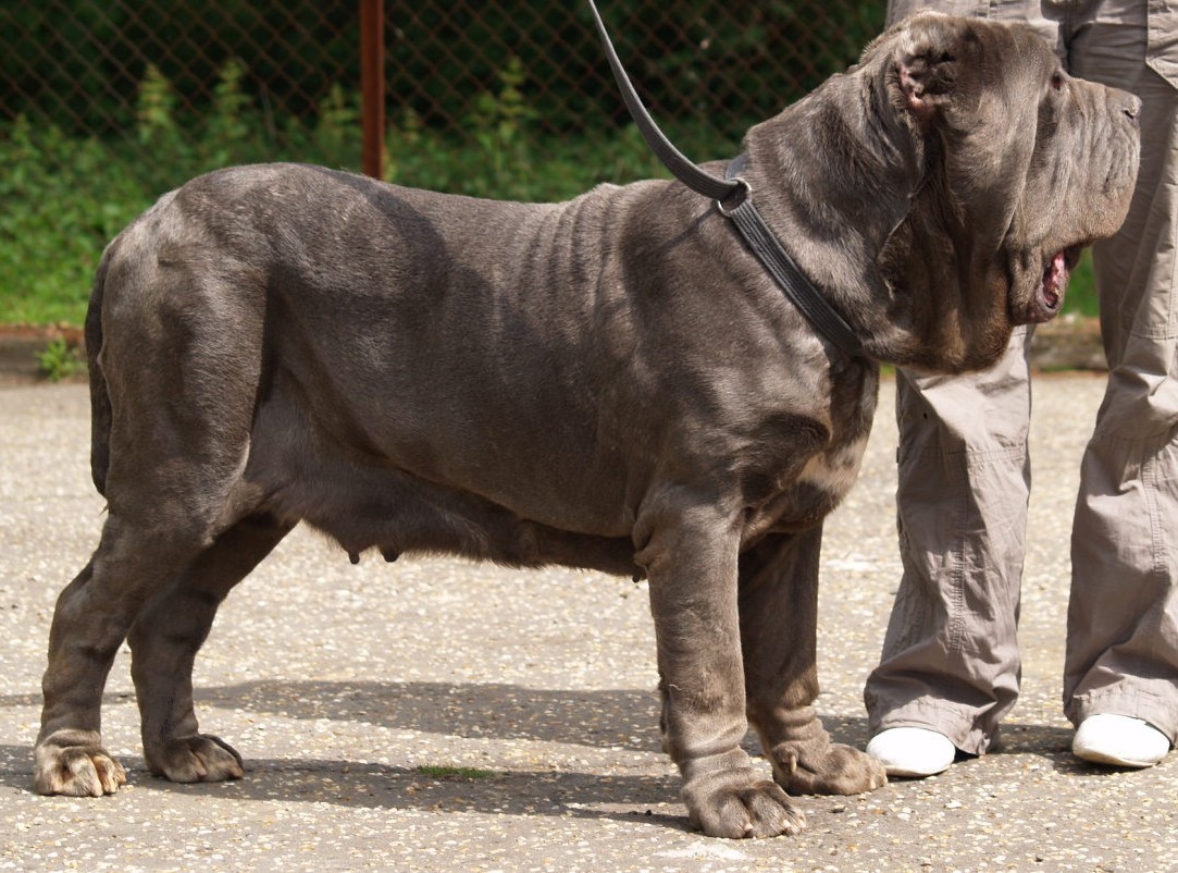 dogs 20 5 2007 144