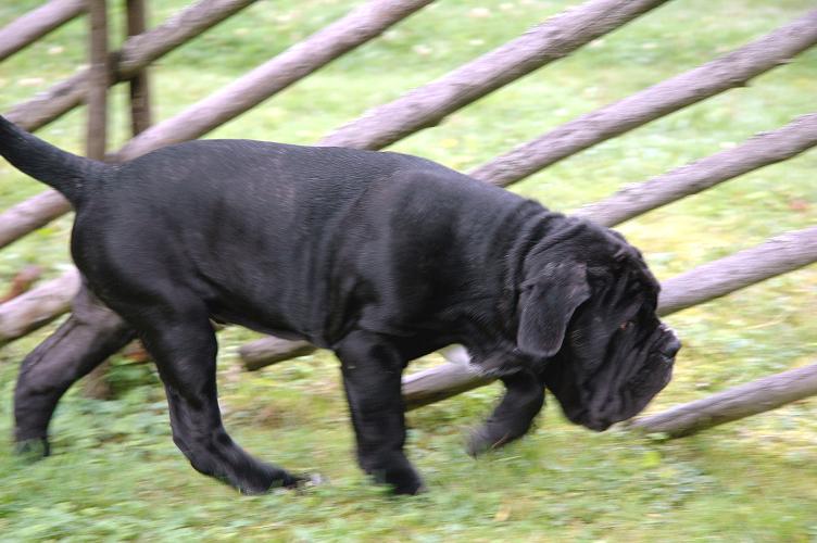 tyson2