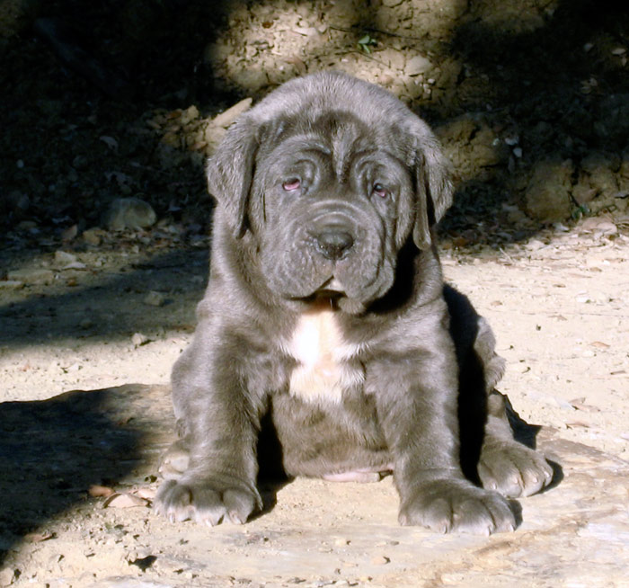 cuccioli25