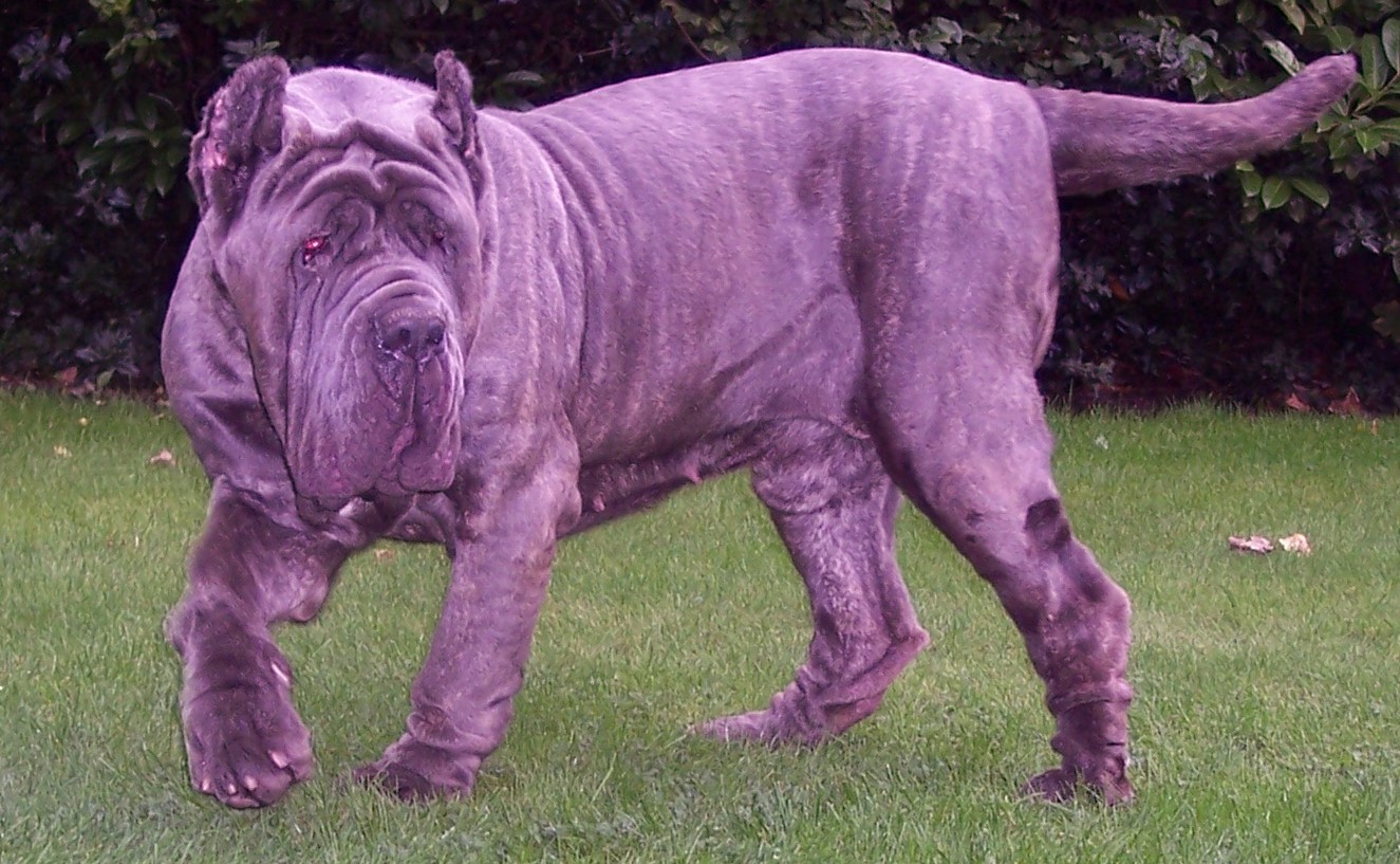 Dogs 28 10 2006 040