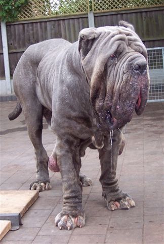 dogs 26 5 2007 167