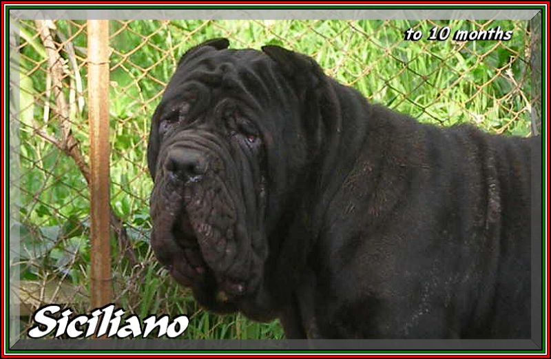 Siciliano by sine^die 10 months testa