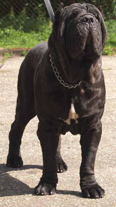 dogs 20 5 2007 062