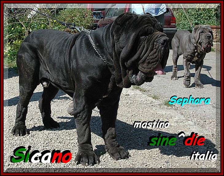 sine^die Sicano 4 years 0272