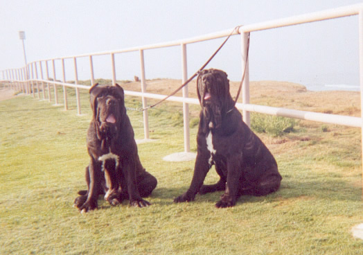 CasioandCaos